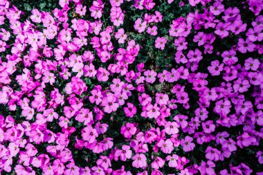 İlkbaharda gün ışığında pembe bahar çiçekleri.