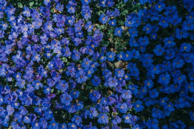 Koyu mavi bahar çiçekleri baharda gün ışığında.