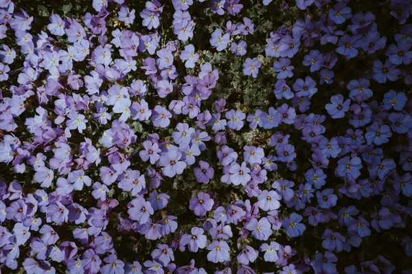 Lichtung Dunkelvioletter Frühlingsblumen Der Sonne Frühling — Stockfoto