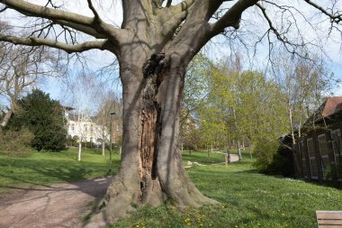Baharda parkta kocaman ve çok yaşlı bir ağaç.