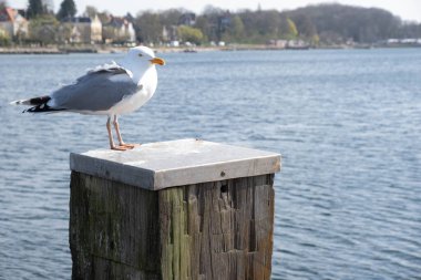 Genç martı baharda denizde yaşlı bir kütükte oturur.