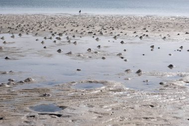 Deniz altı hayvanları baharda deniz kıyısını seçtiler.