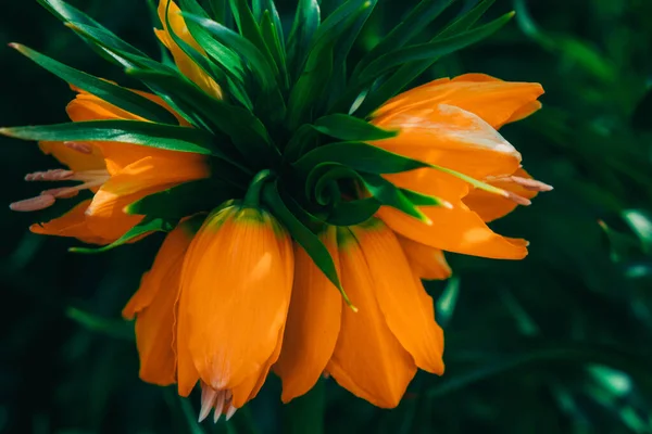 large buds of orange spring flower in spring