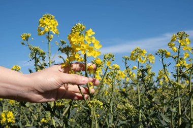 Kadın eli, tecavüz çiçeğini baharda sapının yanında tutar.