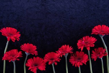 Gerbera çiçekleri mavi arka plandaki masanın üzerinde bulunur.