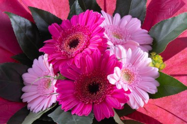 Pembe arka planda pembe Gerbera hediye buketi.