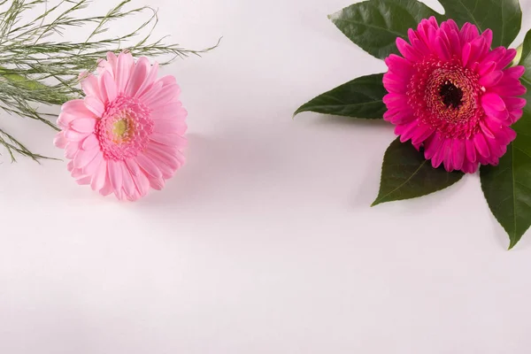 Két Rózsaszín Piros Gerbera Virág Asztalon Fehér Alapon — Stock Fotó