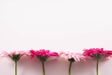 Gri bir arka planda, bir sırada pembe Gerbera çiçekleri seriliyordu.