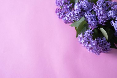 bahar mor eflatunu pembe bir arka planda bir masada yatıyor.