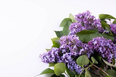 Bahar leylağı çiçekli dallar masanın altında beyaz bir zemin üzerinde uzanıyor.