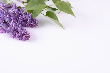 Mor bir bahar leylağı dalı beyaz bir arkaplanda bir masanın üzerinde yatıyor.