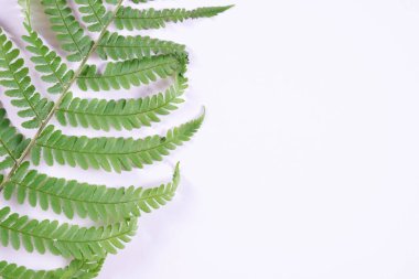 Duvarda gri bir arka planda antik ve güzel eğreltiotu