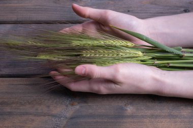 Ahşap arka planda genç bir kızın ellerinde taze kesilmiş yeşil arpa kulakları.