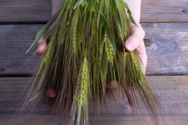 Ahşap arka planda genç bir kızın avuçlarında taze kesilmiş yeşil arpa kulakları.