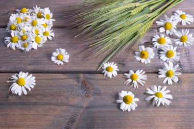 Şifalı papatya çiçekleri ve yeşil arpa kulakları ahşap bir arka planda bir masada