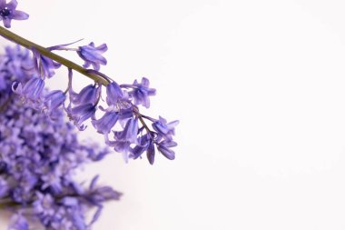 Taze bahar mor çiçekleri beyaz arkaplanda bir masanın üzerinde.