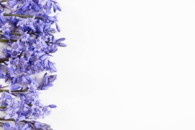 Genç mor bahar çiçeklerinin kompozisyonu beyaz arkaplanda bir masanın üzerinde