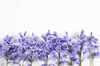 bahar mor çiçekleri beyaz arkaplanda bir masanın üzerinde