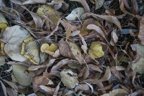 Žluté, oranžové a červené podzimní listí v parku krásný podzim. Bodů — Stock fotografie