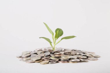 Kavram. Tasarruf paralar - yatırım ve Interes büyüyen bitki