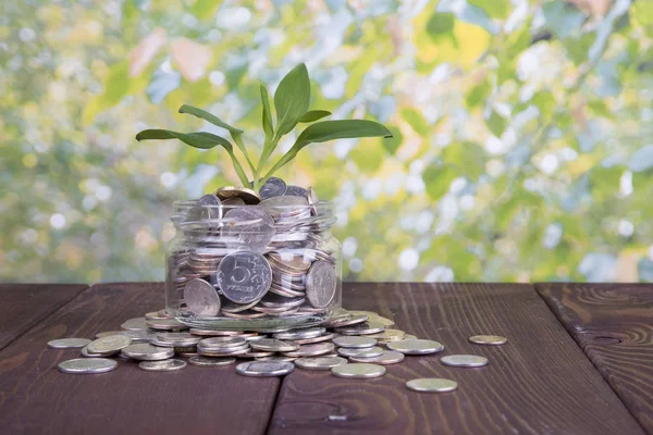 Kavram. Tasarruf paralar - yatırım ve Interes büyüyen bitki