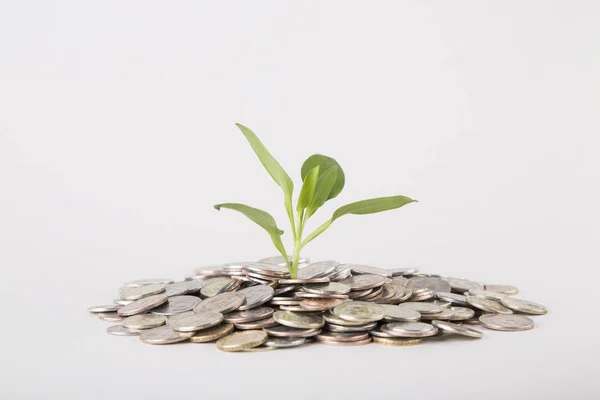 Koncepcja. Roślina rośnie w monety oszczędności - inwestycje i kandydatów — Zdjęcie stockowe