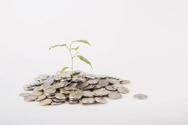 Koncepcja. Roślina rośnie w monety oszczędności - inwestycje i kandydatów — Zdjęcie stockowe