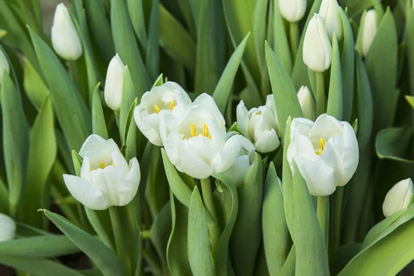 Bahçedeki güzel laleler