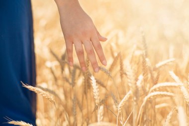 Genç bir kadının mısır gevreği tarlasında dikenlere dokunması. ülke, doğa, yaz tatilleri, tarım ve insanlar