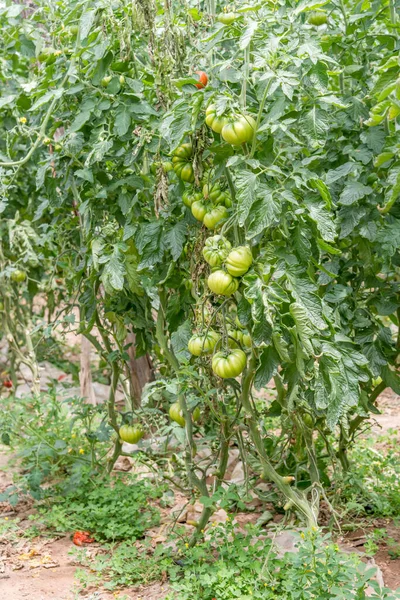 Pachino, Sicilien, kluster av gröna tomater i växthus — Stockfoto