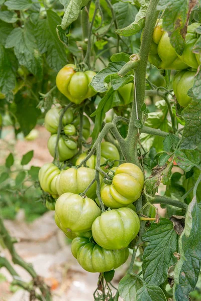 Pachino, Sicilya, seralarda yeşil domates kümeleri — Stok fotoğraf