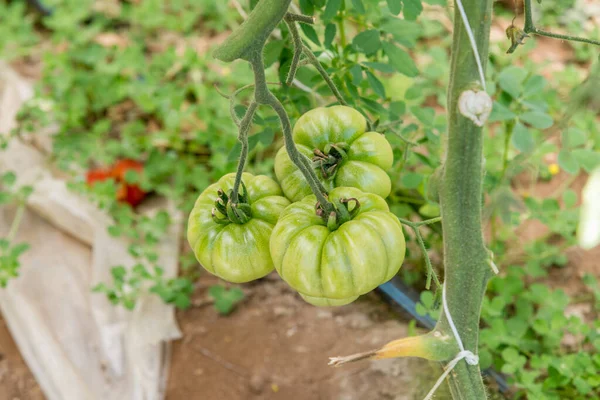 Pachino, Sicilya, seralarda yeşil domates kümeleri — Stok fotoğraf