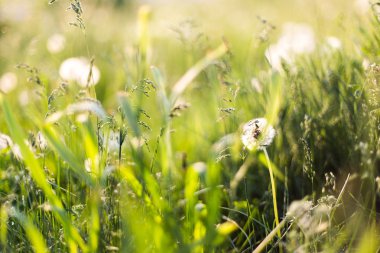 Dandelions arasında çim alanda yakın çekim