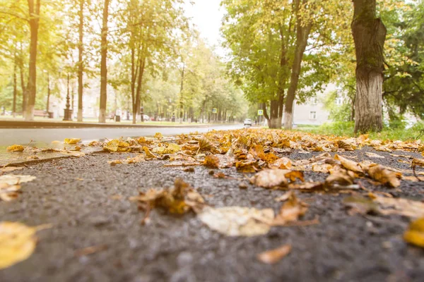 Hojas amarillas de otoño sobre asfalto húmedo — Foto de Stock