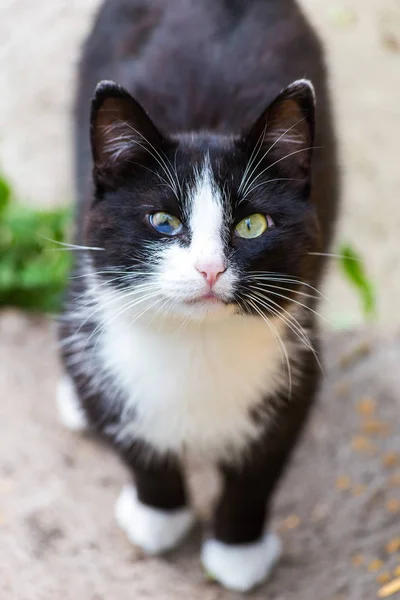 Gato preto e branco com um defeito do olho na rua — Fotografia de Stock