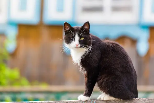 울타리에 앉아 애완 동물 고양이 — 스톡 사진