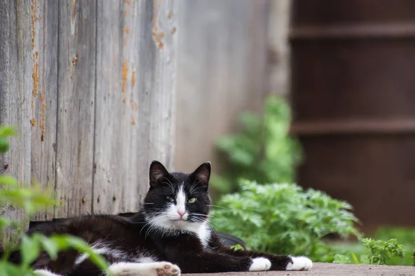 Fekete-fehér macska-val egy hiba a szem az utcán — Stock Fotó