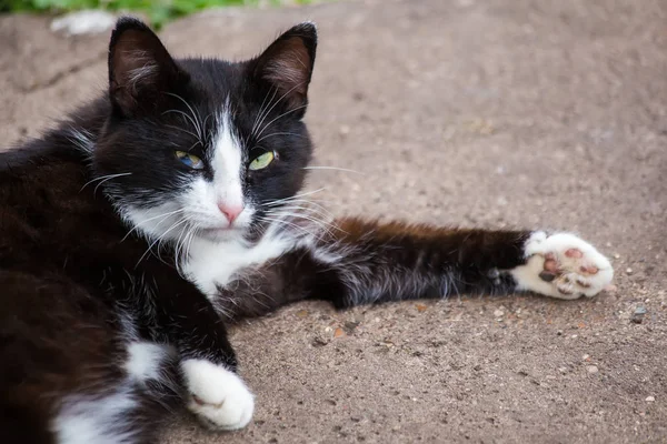 Gato preto e branco com um defeito do olho na rua — Fotografia de Stock