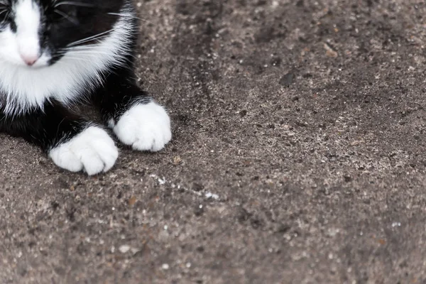 Sem-teto preto e branco gato na rua — Fotografia de Stock