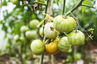 Bush bahçede büyüyen olgunlaşmamış yeşil domates. Domates
