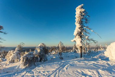 karla kaplı ağaçlar ve bitki örtüsü fon karşı dağlarda güzel bir manzara