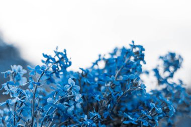 Çiçek açan leylağın bahar dalı