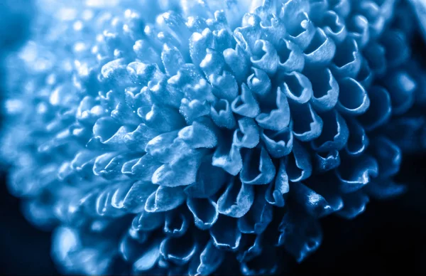 chrysanthemum bushy flovwer macro in colors 2020 classic blue