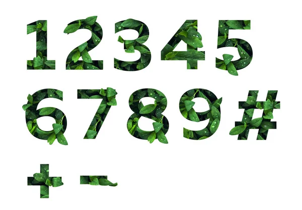 Числа и знаки. Зеленый шрифт листьев английского алфавита, выделенный на белом фоне. летняя и экологическая концепция . — стоковое фото