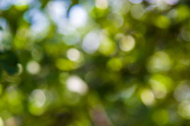 Görüntü Özgeçmişini kaydettim. Yeşil yapraklar Yaz Baharı Arkaplanı. Bokeh Arkaplanına Odaklan.