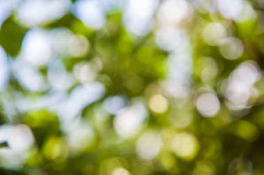 Görüntü Özgeçmişini kaydettim. Yeşil yapraklar Yaz Baharı Arkaplanı. Bokeh Arkaplanına Odaklan.