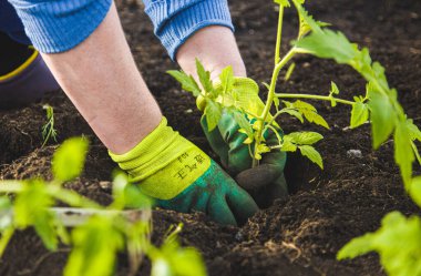 Eldivenli kadın bir serada yere domates fidanı dikiyor. Bahçedeki fidanlarla bahar işleri.