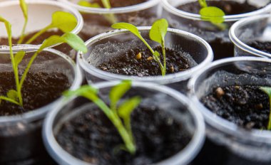 Boş plastik bardaklar bitki yetiştirmek ve yeşil konsepti geri dönüştürmek için kullanılır. Wero atıkları. Saksı fideleri yetişiyor.