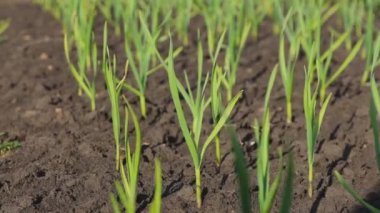 Bahçedeki soğan filizleri rüzgarda sallanıyor. Bahçedeki fidanlarla bahar işleri.