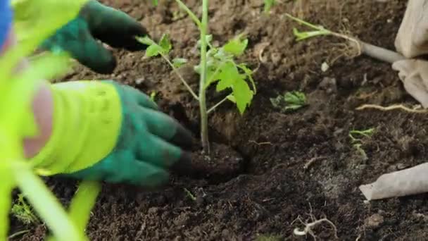 Vrouw in handschoenen plant een struik tomaten in de grond in een kas. voorjaarswerk met zaailing in de tuin — Stockvideo